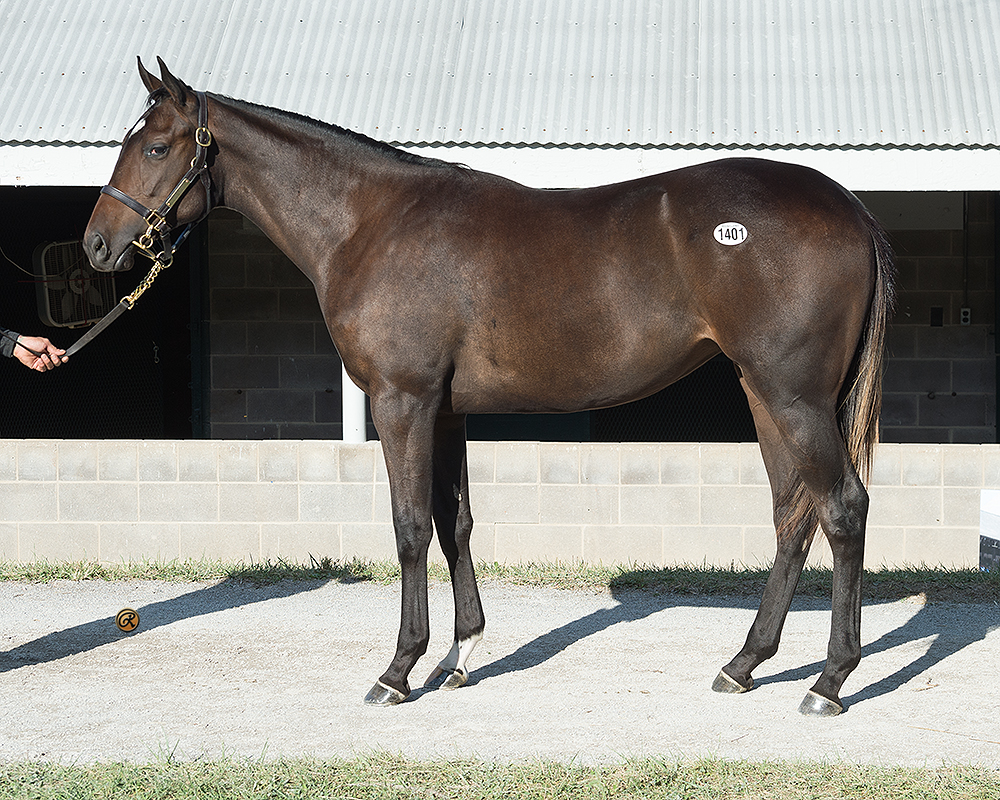 Twirling Candy – Sky Gold filly