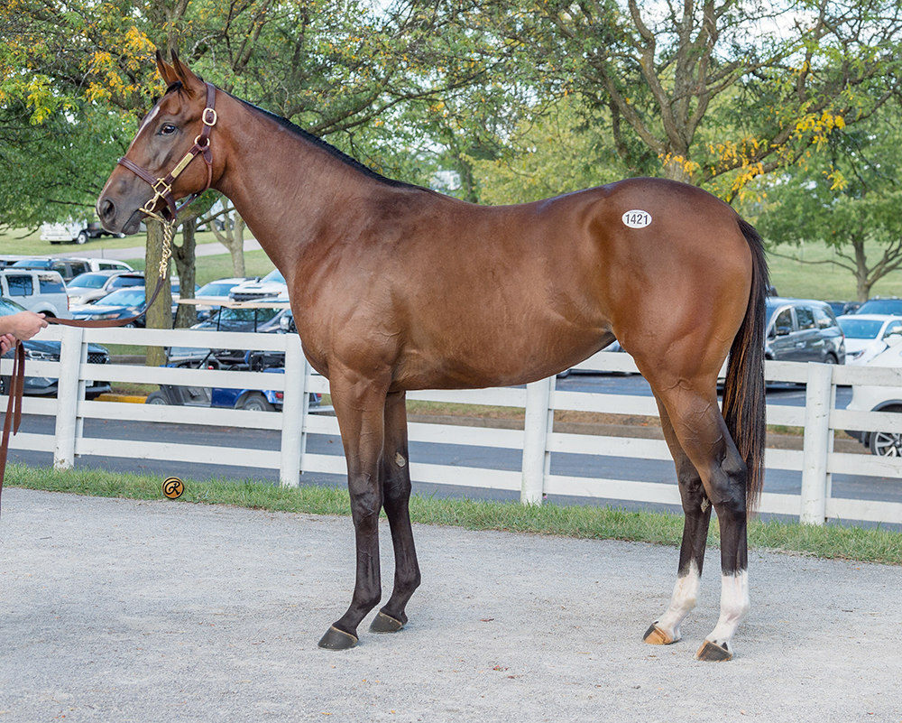 Complexity – Surf Siren filly