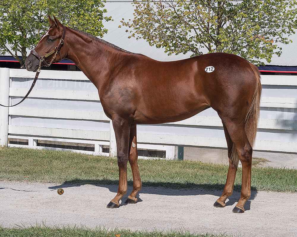 Gun Runner – She’s My Gem filly