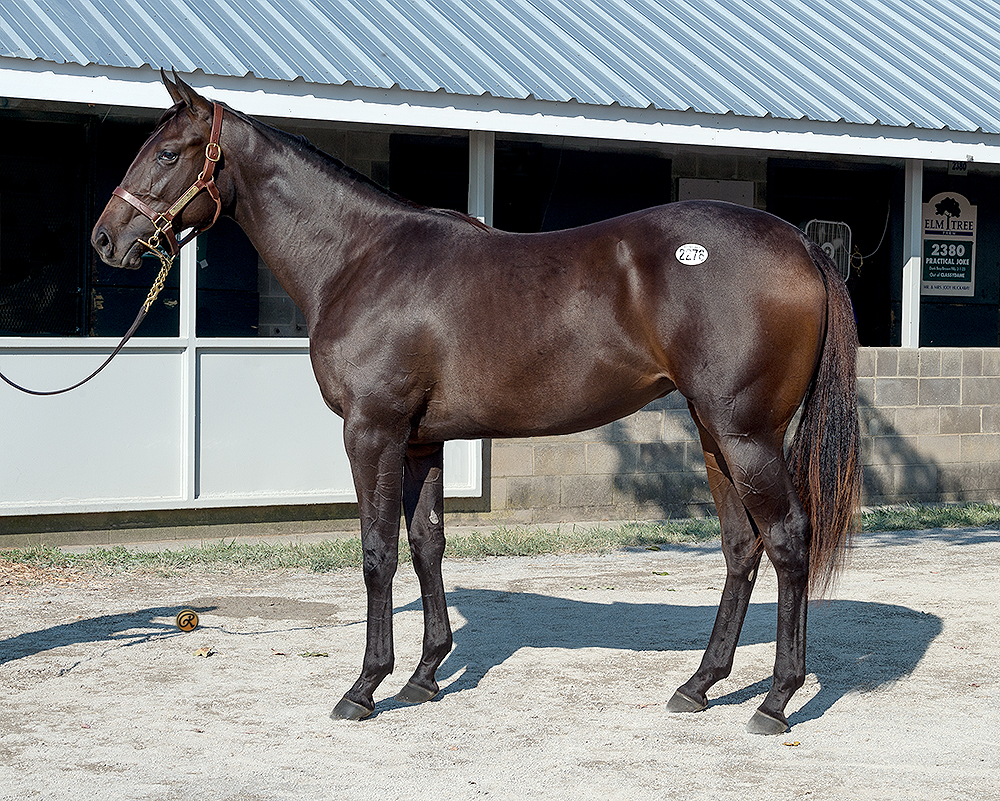 Twirling Candy – Two Sixty filly