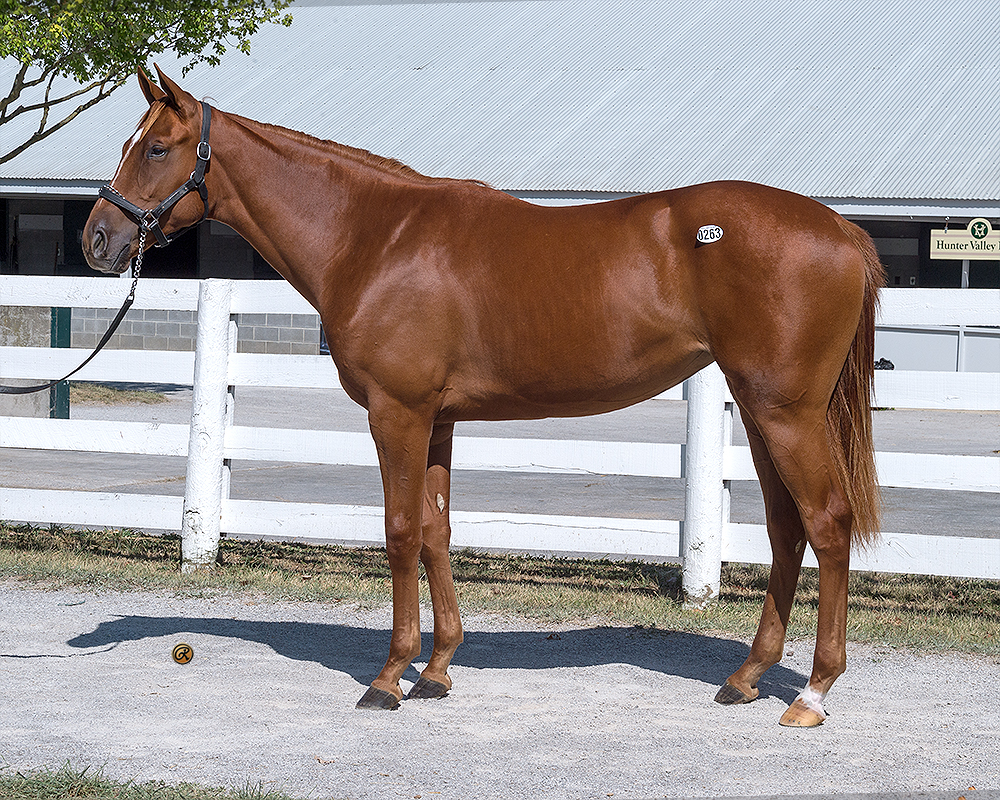 Curlin – Tiffany’s Gal filly