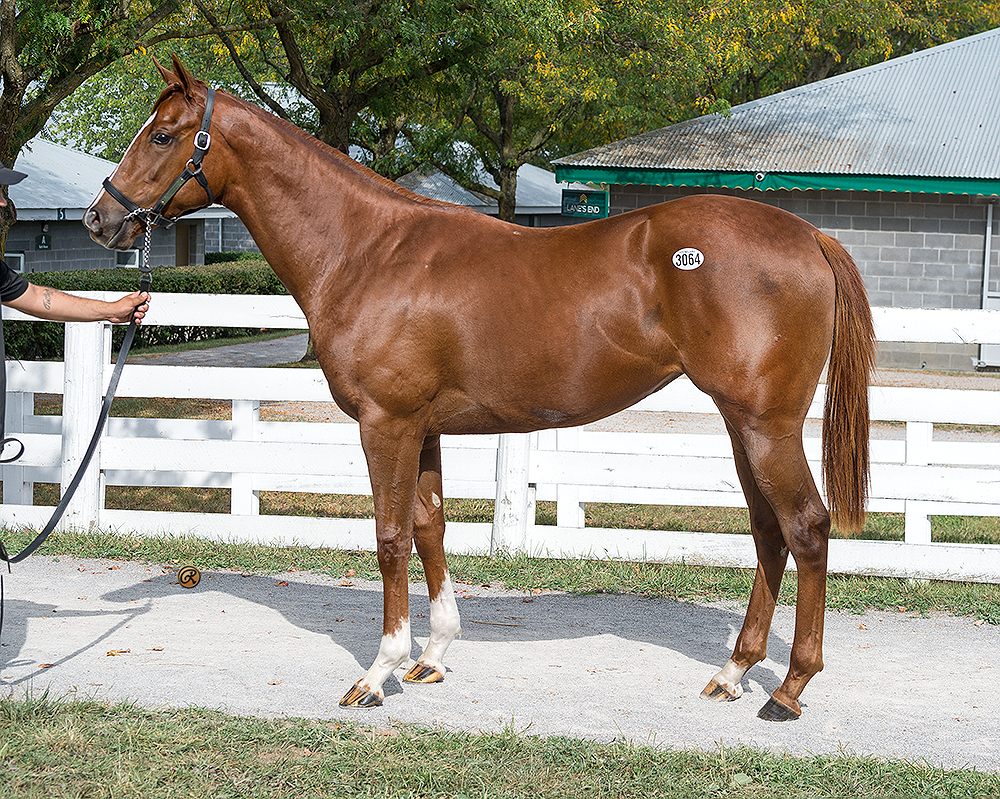 Street Boss – Stockpile filly