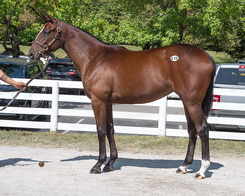 Constitution – Finding Fame filly