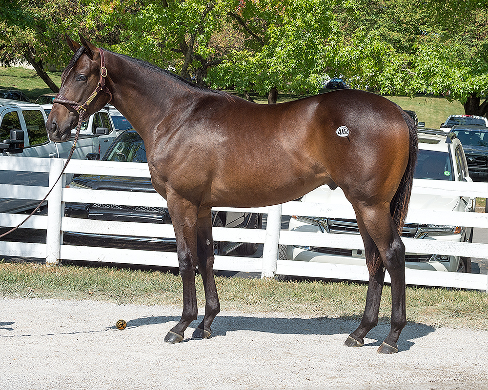 City of Light – Juenesse Doree colt