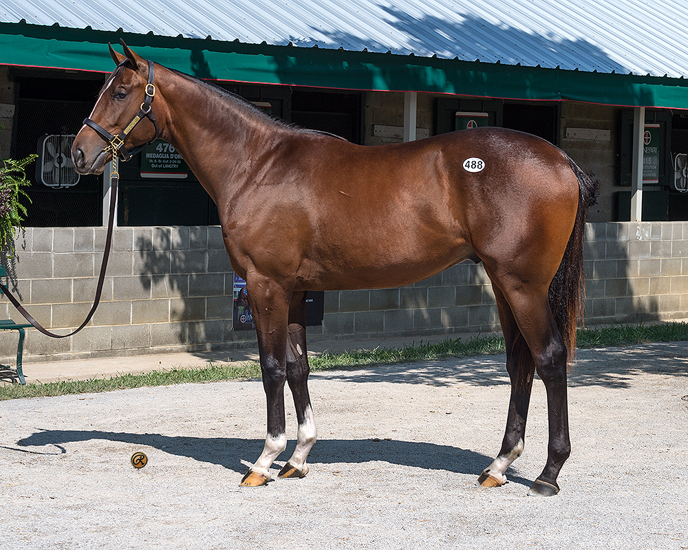 Tapit – Love On The Run colt