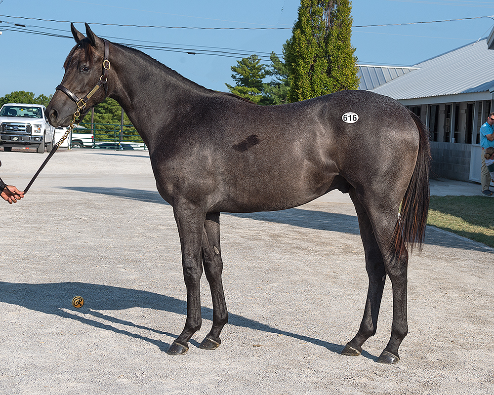 Essential Quality – Spanish Star colt