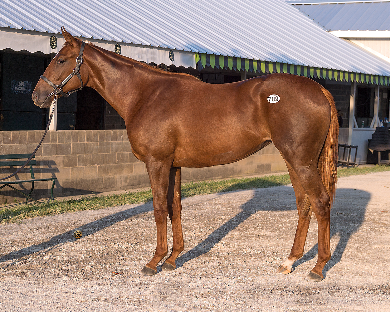 Curlin – Bajan Girl filly