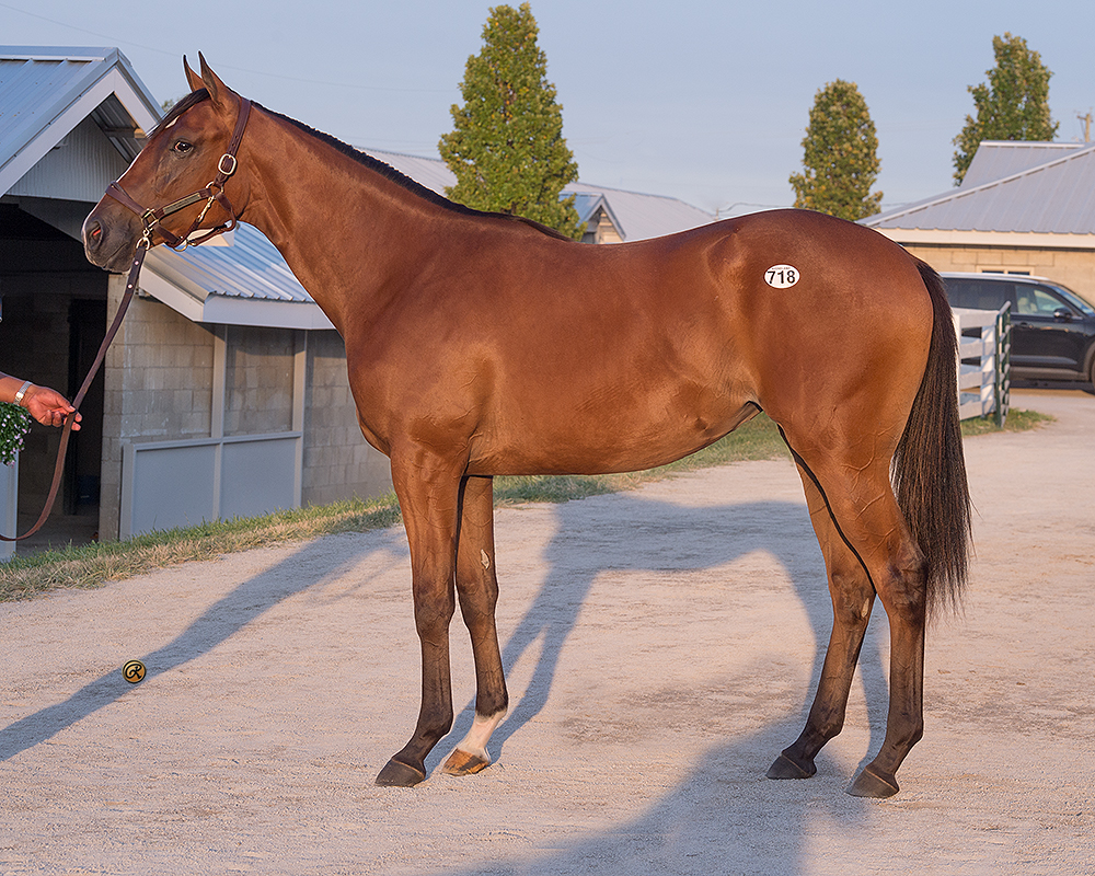 Into Mischief – Bellera filly