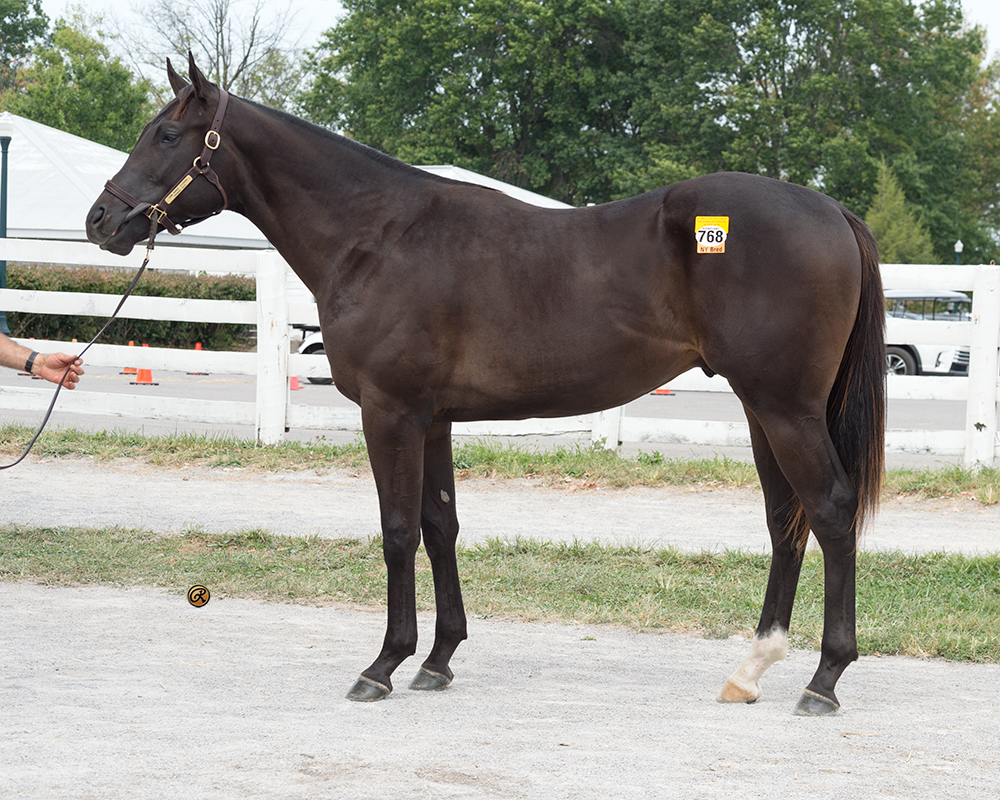 Game Winner – D’fashion colt