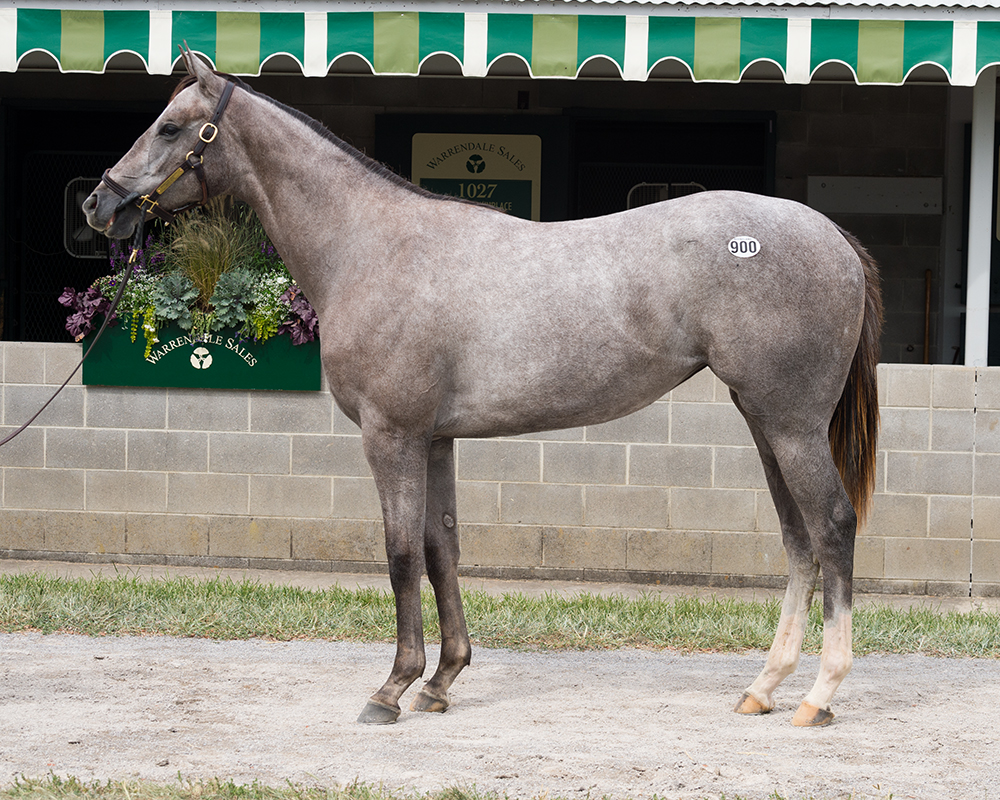 Essential Quality – Mira Alta filly