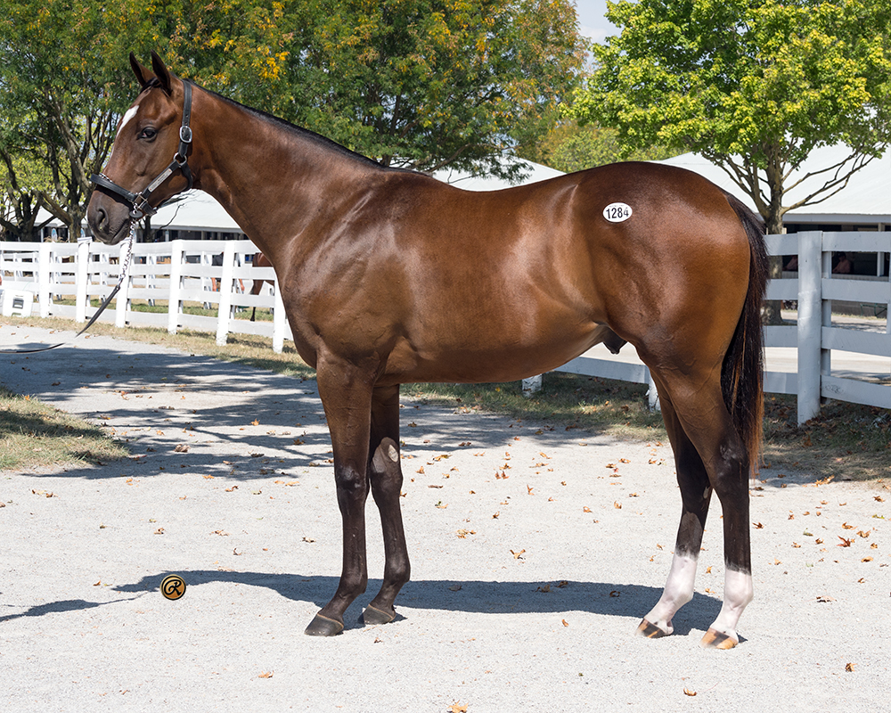 McKinzie – Shan’s Tiger
