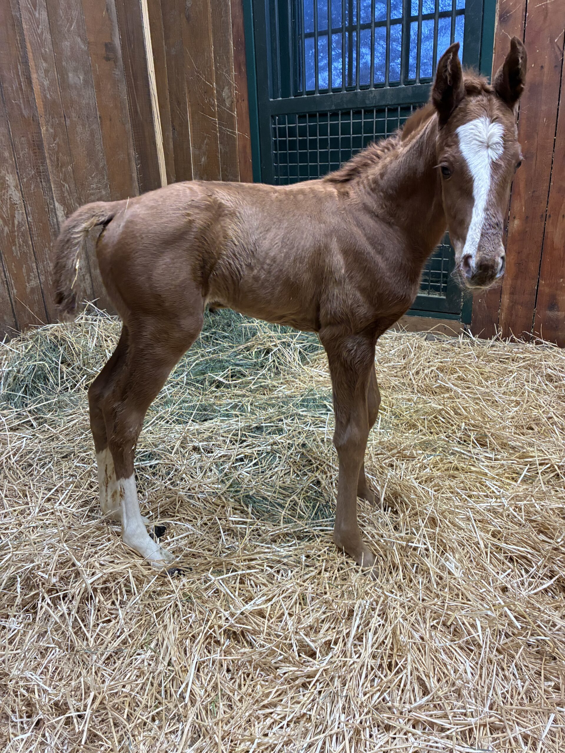 ’26 Curlin – Amiche filly